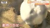 お昼寝に、開放的な姿… ポカポカ陽気に動物園の動物たちは… クジャクはこの時期ならではの姿見せる | 山形のニュース│TUYテレビユー山形