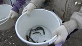 「大きくなってほしい」子どもたちがアユの稚魚を放流 地元の川のインフラへの理解深める＝静岡・清水町|TBS NEWS DIG