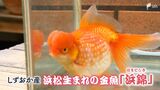 「地元の魚として誇らしく継承できれば」知ってますか?浜松生まれの金魚の魅力【しずおか産】 | 静岡のニュース | SBSNEWS | 静岡放送