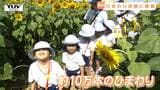 広さ約6500平方メートル! ヒマワリでできた背丈ほどある迷路に園児たちが挑戦!(山形) | 山形のニュース│TUYテレビユー山形