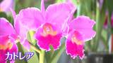 丸亀市のレオマリゾートで “蘭の女王” カトレアの展示会 大輪の花と甘い香りが魅了 2月24日まで【香川】|TBS NEWS DIG