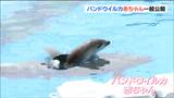 水族館の新アイドル“バンドウイルカの赤ちゃん”公開 時折見せる顔に歓声あがる 仙台市 | 宮城のニュース│tbc NEWS│tbc東北放送