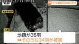 最上町ではクマが住宅の小屋に侵入…小国町ではブランド地鶏が食い荒らされ…各地でクマの被害と目撃が相次ぐ(山形)|TBS NEWS DIG