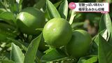 皮をむいたら9月の匂い 秋の匂い 極早生みかんの収穫 日南市で始まる | MRTニュース | MRT宮崎放送
