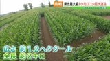 迷って戻って迷って…全長2キロの「トウモロコシ迷路」今年も登場!SDGsな理由とは? 福島・鏡石町 | 福島のニュース│TUF