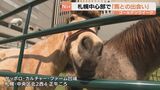 札幌中心部でブラッシングや乗馬体験　"馬と触れ合える"イベントはじまる|TBS NEWS DIG