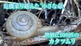 『カタツムリのプロフェッショナル』調査に同行…世界に100匹、絶滅危惧種の“カタツムリ”撮った! | 高知のニュース・天気|KUTV NEWS | KUTVテレビ高知