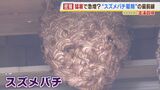 危険！夏～秋に猛威ふるう『スズメバチ』...駆除の様子に密着　今年は猛暑の影響で急増？巣を放置しておくと巨大化し「直径１ｍ」になることも|TBS NEWS DIG