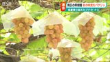 「ん～甘い!!」連休にブドウやナシ狩りを堪能「例年にないほど甘くなっています。ぜひ楽しんで」　|　新潟のニュース・天気｜BSN NEWS｜BSN新潟放送
