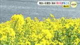 「春がやってきて頑張ろうって気持ちになる」海沿いを黄色に染める菜の花　広島県福山市で見ごろ　|TBS NEWS DIG