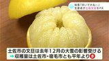 「収穫量は例年以上、美味しく仕上がっている」土佐文旦の生産者がPR | 高知のニュース・天気|KUTV NEWS | KUTVテレビ高知