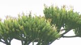 “数十年に一度だけ” 咲く『幸運呼ぶ幻の花』リュウゼツランが熊本にも!?発見した夫婦にも嬉しい知らせが | 熊本のニュース|RKK NEWS|RKK熊本放送