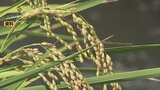 富山県産の一等米 90%以上が目標…「富富富」作付面積を前年比約300ha拡大へ 富山 | 富山のニュース|天気・防災|チューリップテレビ