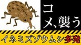 【6月最新】コメ価格高騰の中 イネの病害虫「イネミズゾウムシ」 北陸~北関東~四国~北九州で『やや多い~多い』予想 対策は?【害虫の専門家が解説】|TBS NEWS DIG
