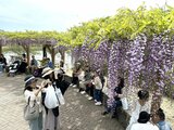 鮮やかな紫色のカーテン 藤 250本が咲き誇る藤まつり開催 限定スイーツ「藤アイス」も =静岡・藤枝市 | 静岡のニュース | SBSNEWS | 静岡放送
