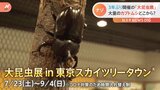 「カブトムシはエンターテイナー」行列必至!夏の人気イベント「大昆虫展」が3年ぶりに復活 その舞台裏に潜入取材|TBS NEWS DIG