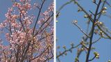 河津桜の名所、例年は「見頃」の時期だが…今年はまだほとんど咲いておらず　２月の「強烈寒波」二度襲来で開花に遅れか　|　BSSニュース | BSS山陰放送