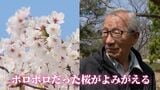 「ボロボロだけど若々しい」桜を救う樹木医の技　樹齢90年の再生から街路樹の診断まで　「きれい」と「安全」を守る舞台裏　|　福岡のニュース｜RKB NEWS｜RKB毎日放送