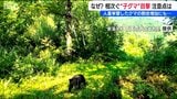 子グマの出没なぜ多い?専門家が「ブナの実のつき方とクマの個体数の関係」を解説　|　新潟のニュース・天気｜BSN NEWS｜BSN新潟放送