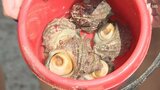 3000個のサザエが無料! 海の日に海岸でサザエ狩り＝静岡・松崎町　|　静岡のニュース | SBSNEWS | 静岡放送