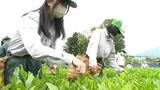 「一芯二葉」で新茶を摘み取り　高校生が栽培手がける茶畑で30年以上続く伝統の茶摘み　加工して文化祭で販売へ　|　SBC NEWS | 長野のニュース | SBC信越放送