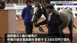 「日本でなかなか手に入らない血統」 1歳雄が過去最高額の380万円で落札 本州唯一の乗用馬市場で24頭集めて競り市 高値相次ぐ 岩手・遠野市|TBS NEWS DIG