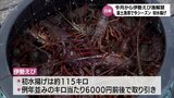 伊勢えび漁が解禁 日南市・富土漁港では今季初水揚げ 9日からは「日南海岸伊勢えびまつり」|TBS NEWS DIG