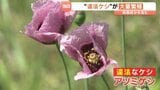 麻薬・アヘンの成分を含む「違法ケシ」が大量に繁殖 愛媛県・西条市|TBS NEWS DIG