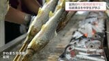 延岡の秋の風物詩「鮎やな」 設置を前に地元の中学生が伝統漁法を学ぶ | MRTニュース | MRT宮崎放送
