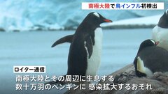 南極で初の鳥インフルエンザ カモメの死骸から検出 ペンギンに感染拡大の懸念も| TBS CROSS DIG with Bloomberg