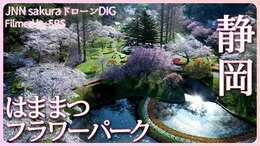 さくら香る春 静岡県・はままつフラワーパーク【JNN sakuraドローンDIG 2023】|TBS NEWS DIG
