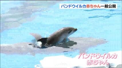水族館の新アイドル“バンドウイルカの赤ちゃん”公開 時折見せる