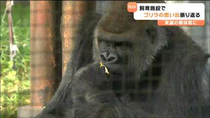 ゴリラと一体になったよう」かつて国内最高齢ゴリラの”ドン”がいた旧