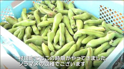 道の駅で旬のソラマメ“詰め放題500円”が人気「ドレミファそらまめ祭り