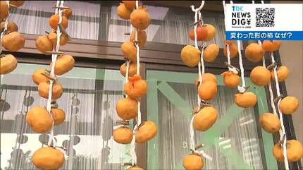 変形した“柿”が大量発生その原因は？調べてみると大変なコトが…農家