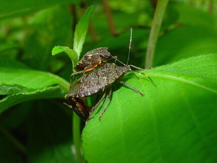 【カメムシ／発送方法修正】テレビ 気づけば家の中に…お邪魔虫「カメムシ」正体と対策は？ | 石川県の