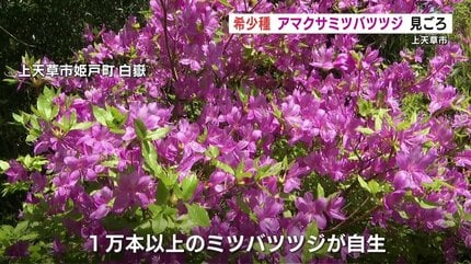 希少　シロミツバツツジ　茨城　 GKZ植物事典・シロバナトサノミツバツツジ
