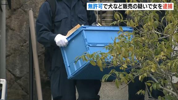 情報掲示板サイトでトイプードルなど無許可販売の疑い　56歳の無職女を逮捕　「売った覚えはない」と容疑否認も「譲渡翌日に子犬急死」などのケース複数|TBS NEWS DIG