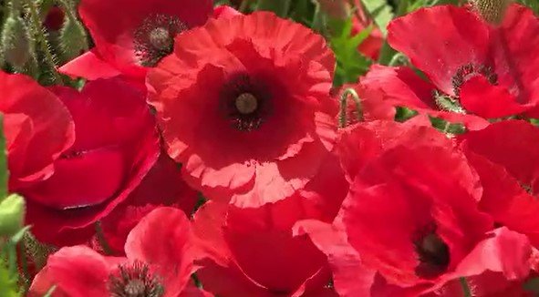 「真っ赤なじゅうたんのよう」5万株のポピーが見ごろ 村の有志が遊休農地を活用 約30年前から育てる 長野・喬木村|TBS NEWS DIG