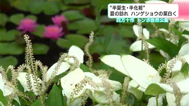 “半夏生・半化粧” 夏の訪れ ハンゲショウの葉白く|TBS NEWS DIG