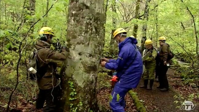 新緑の観光シーズンを前に「奥入瀬渓流」で遊歩道沿いにある樹木の安全点検　青森県十和田市|TBS NEWS DIG