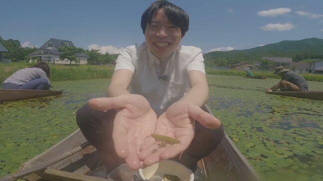 ぷるぷるの食感…裏磐梯の初夏の味覚「ジュンサイ」摘み取り体験始まる 福島・北塩原村|TBS NEWS DIG