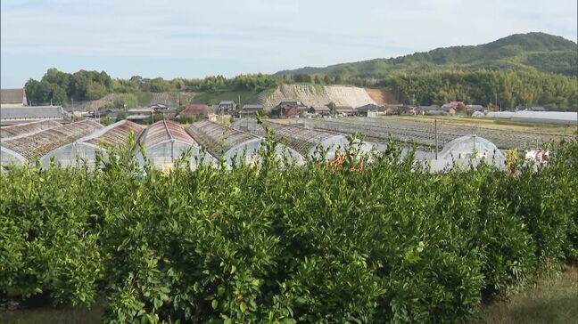 全国に知られる"美味しいみかん” 福岡県みやま市の特産「山川みかん狩り」|TBS NEWS DIG