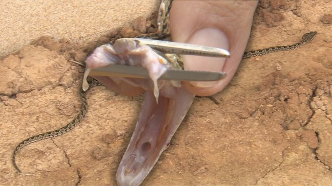 “小ぶり” でも猛毒　特定外来生物「タイワンハブ」か　希少種が多い国頭村初の目撃情報で地域に衝撃　生態系への影響懸念|TBS NEWS DIG