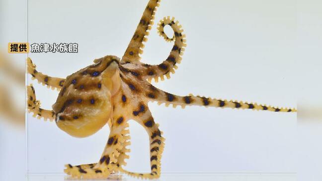 噛まれたら、すぐ病院へ!猛毒の “ヒョウモンダコ” 富山湾で初確認…神経毒テトロドトキシン、最悪の場合は死に至る…魚津水族館 4月に展示予定 富山|TBS NEWS DIG