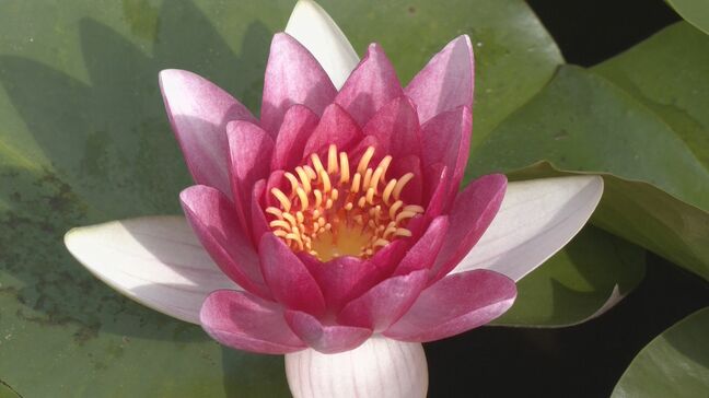 白やピンク色の｢スイレン｣見頃に 例年より早く咲き始め 8月まで楽しめる見込み 午前中の鑑賞がおすすめ 岐阜・高山市|TBS NEWS DIG