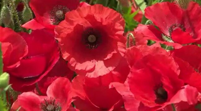 「真っ赤なじゅうたんのよう」5万株のポピーが見ごろ　村の有志が遊休農地を活用　約30年前から育てる　長野・喬木村|TBS NEWS DIG