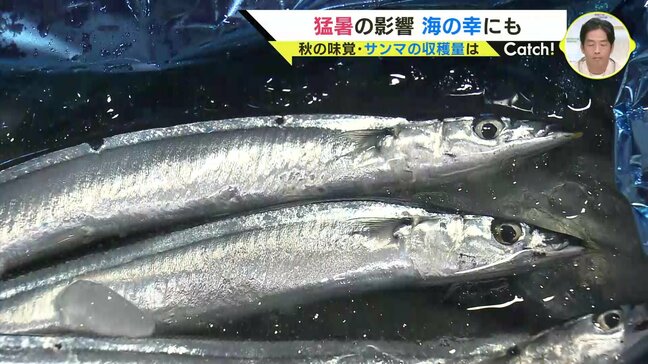 「悪いスパイラルに入っている」サンマや瀬戸内の海の幸　猛暑の影響は…|TBS NEWS DIG