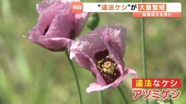 麻薬・アヘンの成分を含む「違法ケシ」が大量に繁殖 愛媛県・西条市|TBS NEWS DIG