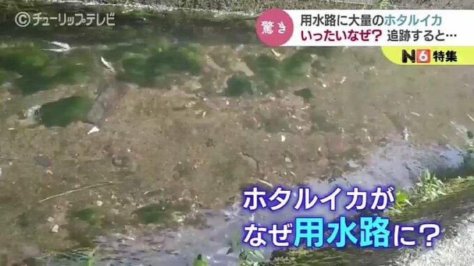 用水路に大量のホタルイカ なぜ？追跡してみると…SNSでも話題沸騰！富山・魚津市|TBS NEWS DIG